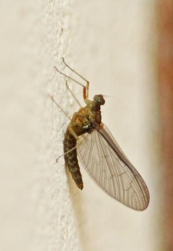 Cloeon sp.